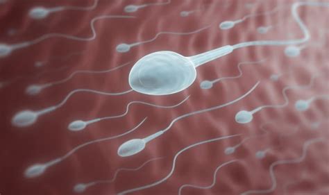 Sperm Count Drinking More Than Three Cups Of Coffee A Day May Harm Male Fertility Express Co Uk