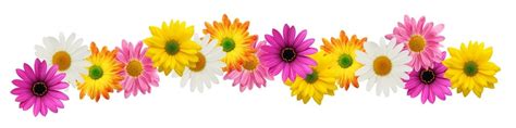 Colorful Flower Divider Clipart Clip Art Library