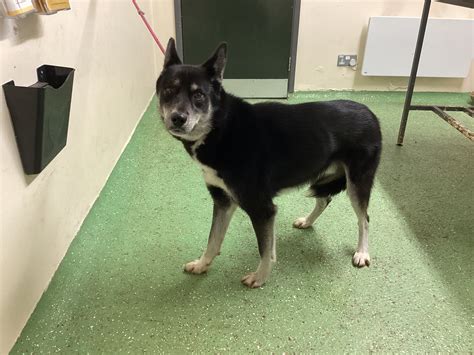 REHOMED BANBRIDGE SECTION - 426063 We would like to reunite this dog