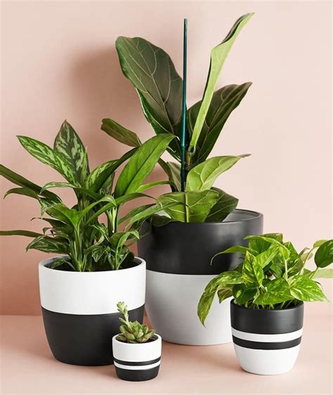 Potted Plants Design Large Black Pot In 2020 Plant Pot Diy Plant