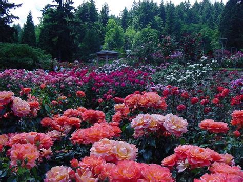 The Beautiful Rosesportland Is Called The City Of Roses The Sites