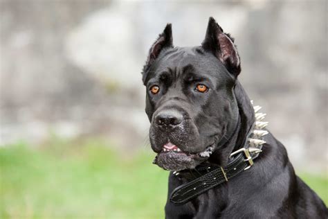 75 The Dog Breed Cane Corso Pic Bleumoonproductions