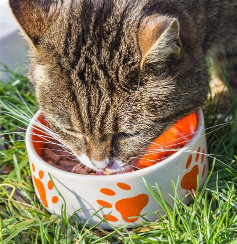 If your cat has food allergies or food intolerance, you may notice some of the following signs: Animal Clinic at Thorndale, p.c.Food Allergy in Cats
