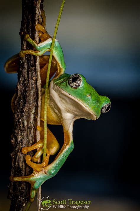 Mexican Leaf Frog Pachymedusa Dacnicolor Mexican Leaf Fr Flickr