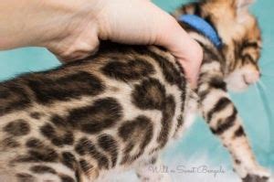 I bought my first savannah bindi after loosing my father in 2006. Bengal Kittens & Cats for Sale Near Me (With images ...