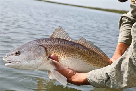 Florida Expands Bag Limits For Redfish And Sea Trout Hatch Magazine