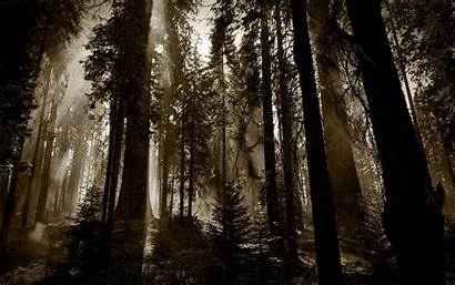 Woods Dark Wallpapers Bacgrounds Pixelstalk Forest Night
