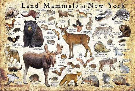 Land Mammals Of New York Poster Print New York Mammals Field Etsy