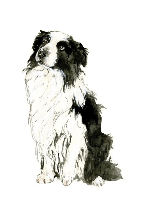 Pin By Dog Breeds On Border Collie In 2020 Animal Drawings Animal