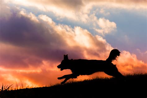 Bark And Gold Photography Pittsburgh Pet Photographer