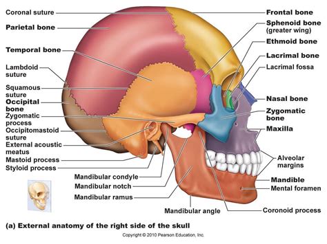 Facial Bones Skeletal System Anatomy Axial Skeleton