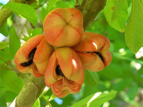 These Fruits Grow In The Caribbean Islands Sandals