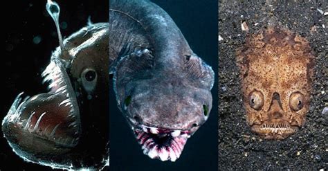 Why Do Deep Sea Fish Look So Scary Unveiling The Oceans Terrifying Secrets