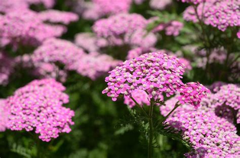 The herbaceous perennials are the ones which die back each year to ground level, and then bloom again in the spring. Perennial Flowers for a Stunning Design