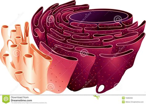 Endoplasmic Reticulum Drawing | ERModelExample.com
