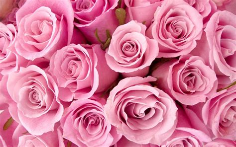 Gambar Bunga Warna Pink Semburat Warna