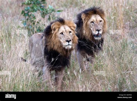 Pair Of Male Lions Kruger National Park South Africa Stock Photo Alamy