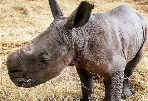 A Face Only A Mother Could Love Zoo Welcomes Baby White Rhino