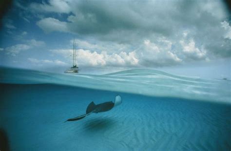 Stunning Photography Captures Life Above And Below The Water 50 Pics