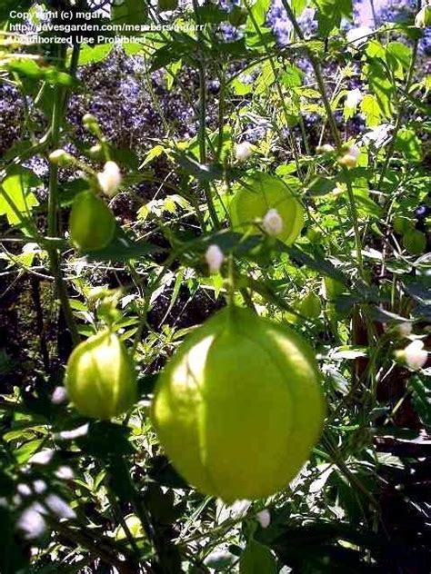 Plantfiles Pictures Gomphocarpus Species Balloonplant