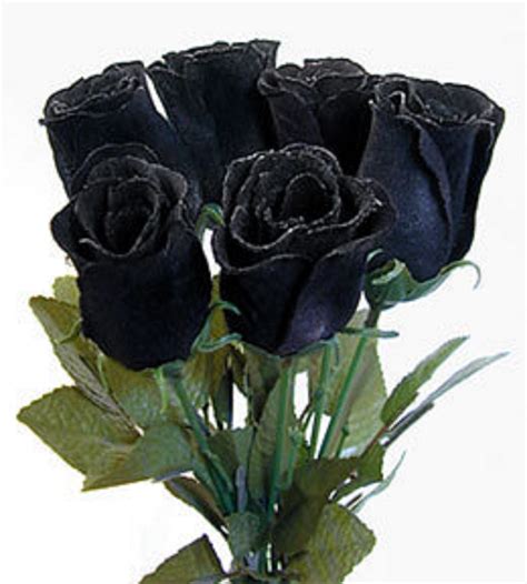 Black Roses Asma With Friends