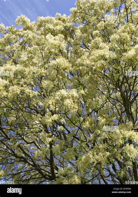 Flowering Ash Fraxinus Ornus Stock Photo Alamy