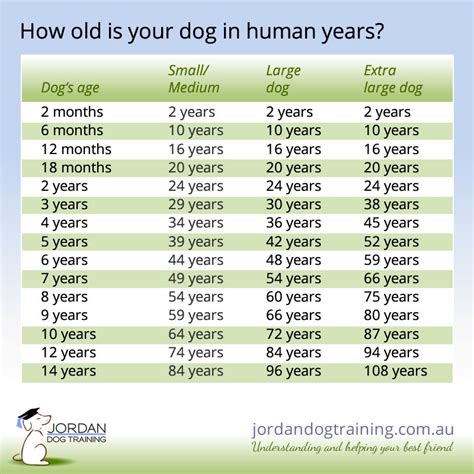 Dog Years To Human Years Converter Jordan Dog Training