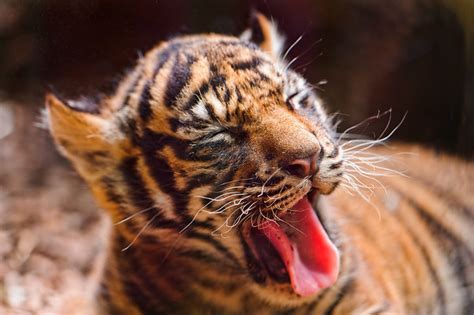 Yawning Tiger Cub Flickr Photo Sharing