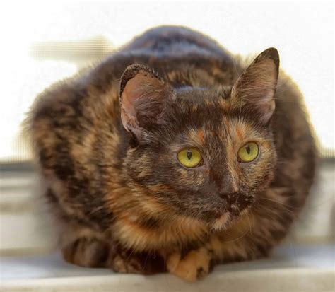 Tortoiseshell Cat 🌈tortoiseshell Cat Breed Profile
