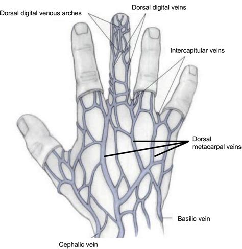Venous System Of The Hand Art Print By Asklepios Medical Atlas Images