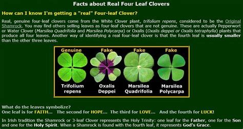 Four Leaf Clover Facts Four Leaf Clover Clover Leaf Clover Plant