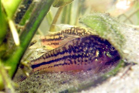 Der blaue panzerwels (corydoras nattereri) wird maximal ca. Schraffierter Panzerwels (Corydoras elegans) | Fischlexikon