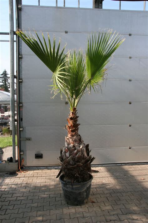 Below you can find the next format of plate numbers: Washingtonia robusta - Pettycoat Palme, Priesterpalme ...