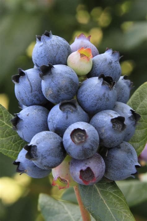 Buy Perpetua Blueberry Bush Free Shipping Wilson Bros Gardens 3