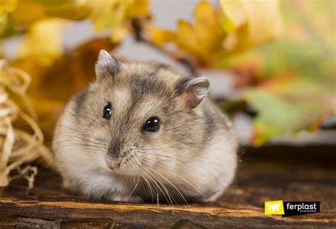 The Siberian Hamster Love Ferplast