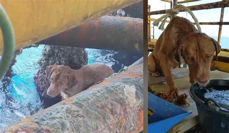 Oil Rig Workers Come To The Rescue Of Exhausted Dog Found Swimming 135
