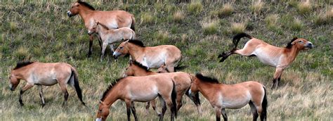 Tour To Hustai National Park Mongolian Wild Horse Takhi