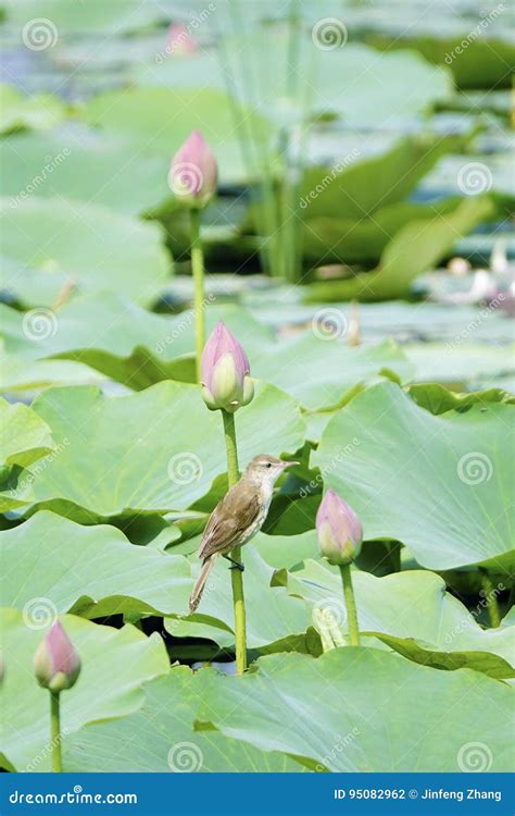 Bird And Lotus Stock Photo Image Of Flower Wild Warbler 95082962