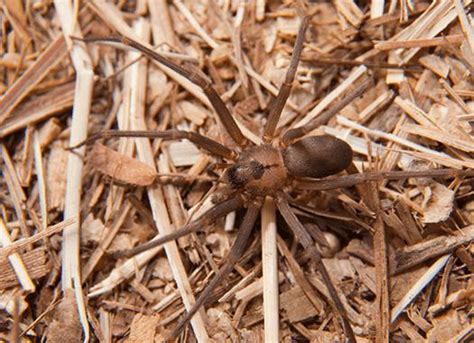 Getting Rid Of Brown Recluse Spiders