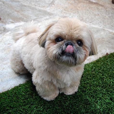 Dougie The Shih Tzu On Instagram “tongueouttuesday” Shih Tzu Puppy