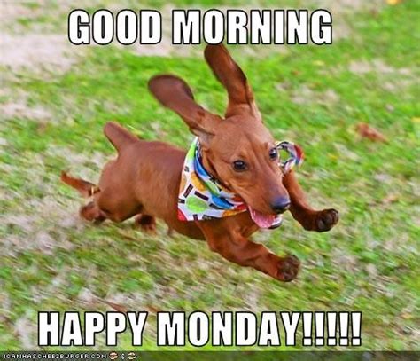 Good Morning Happy Monday Dachshund Pictures Dachshund Love Dogs