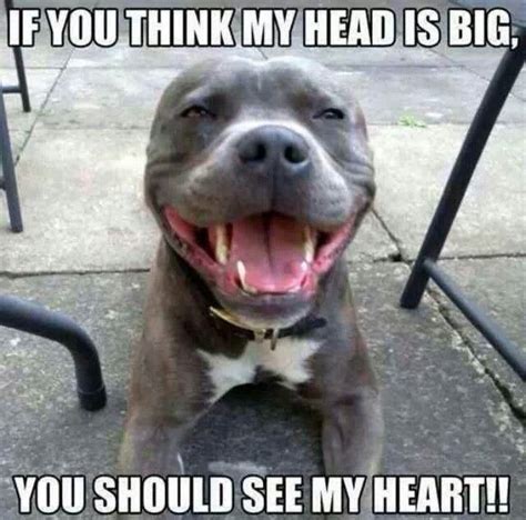Love Pits Animals Pitbulls Funny Animals Dogs