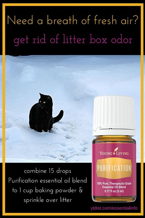 It can be helpful if your vet knows which essential oil your cat might have been exposed to and what concentration it is. Let's Go For A Walk! | Essential oils dogs, Are essential ...