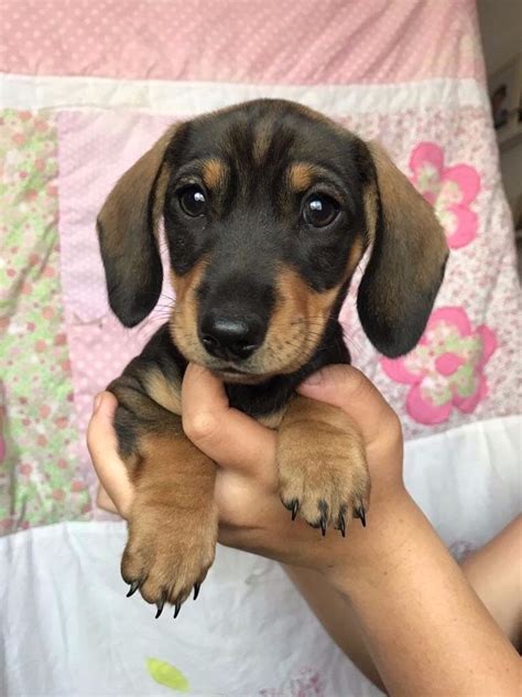 Miniature Smooth Haired Dachshund Puppies £1200 In Ramsgate Kent