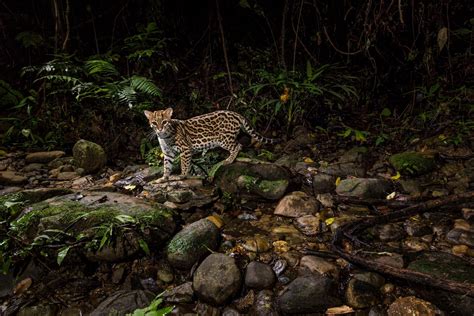 Prowling Ocelot Image National Geographic Photo Of The Day