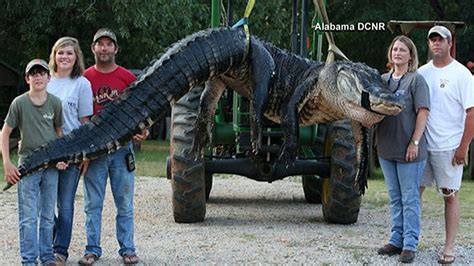 Alligator Weighing 1000 Lbs Caught In Alabama
