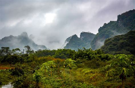 Vietnam Jungle Stock Photos Pictures And Royalty Free Images Istock