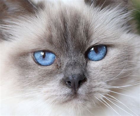 Close Up Of A Beautiful Fluffy White Baby Blue Eyed Birman Cat Stock