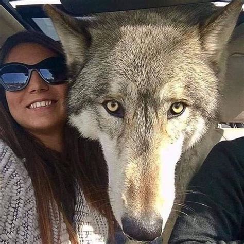 Are Siberian Huskies Wolf Hybrids