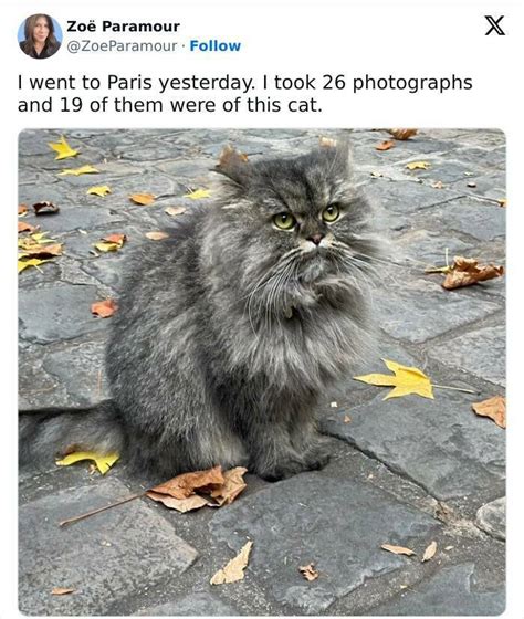 Purrfectly Hilarious Memes For Cat Enthusiasts 49 PICS Izismile